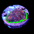TSA Infection Favia Coral