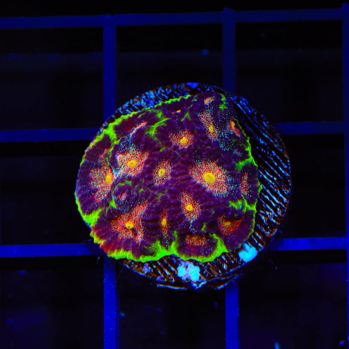 TSA Infection Favia Coral