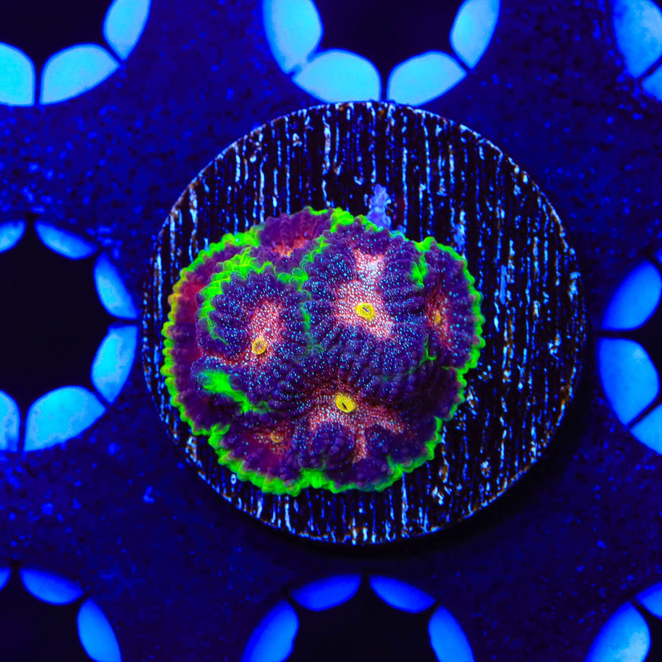 TSA Infection Favia Coral