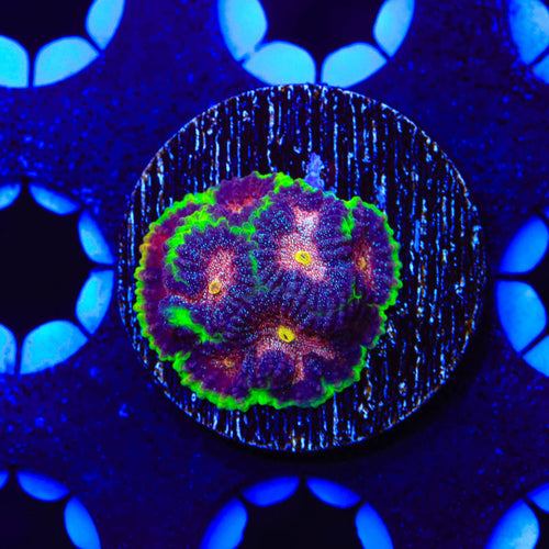 TSA Infection Favia Coral
