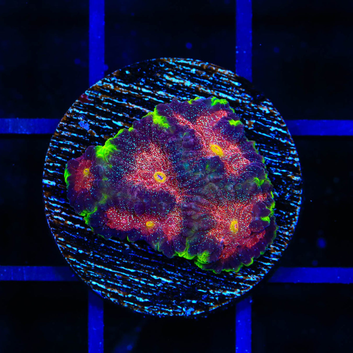 TSA Infection Favia Coral