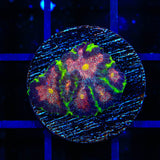 TSA Infection Favia Coral
