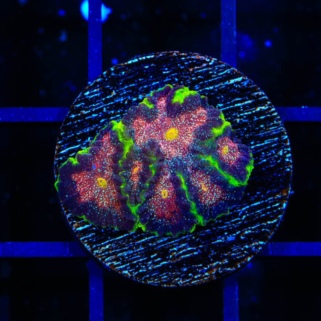 TSA Infection Favia Coral