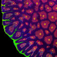 TSA Infection Favia Coral
