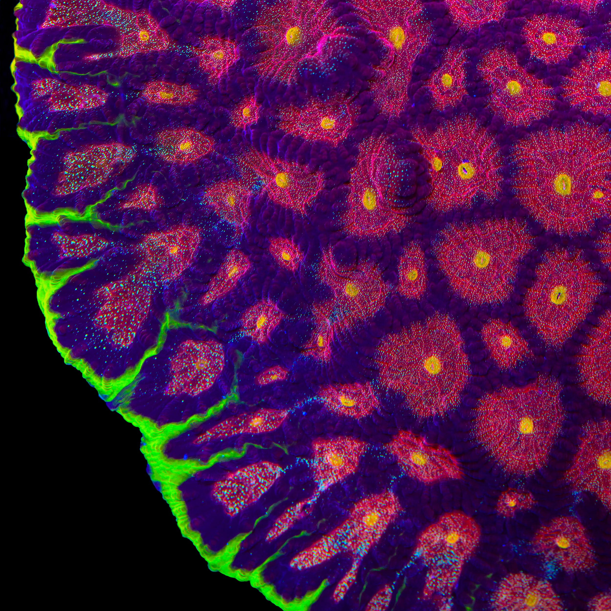 TSA Infection Favia Coral