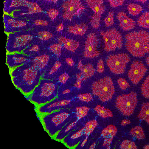 TSA Infection Favia Coral