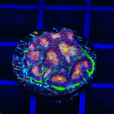 TSA Infection Favia Coral