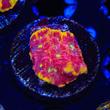TSA Inferno Favia Coral