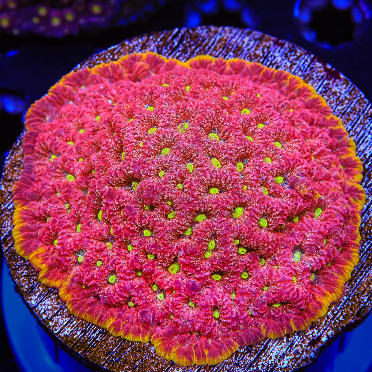 TSA Inferno Favia Coral