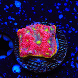 TSA Inferno Favia Coral