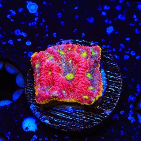 TSA Inferno Favia Coral