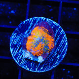 TSA Insano Mushroom Coral