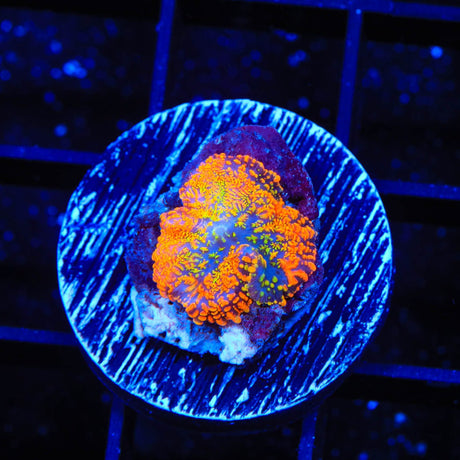 TSA Insano Mushroom Coral