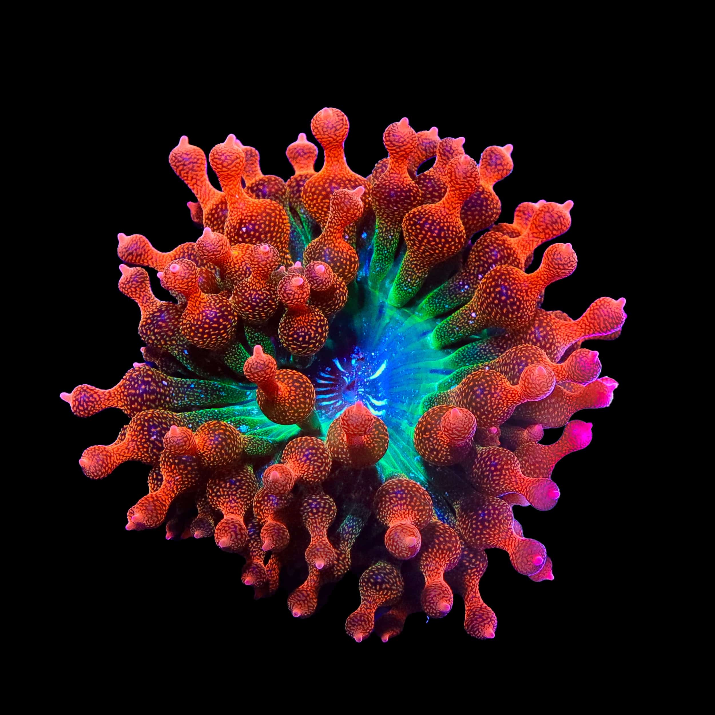 Anemone TSA Interstellar Bubble Tip Anemone – Top Shelf Aquatics