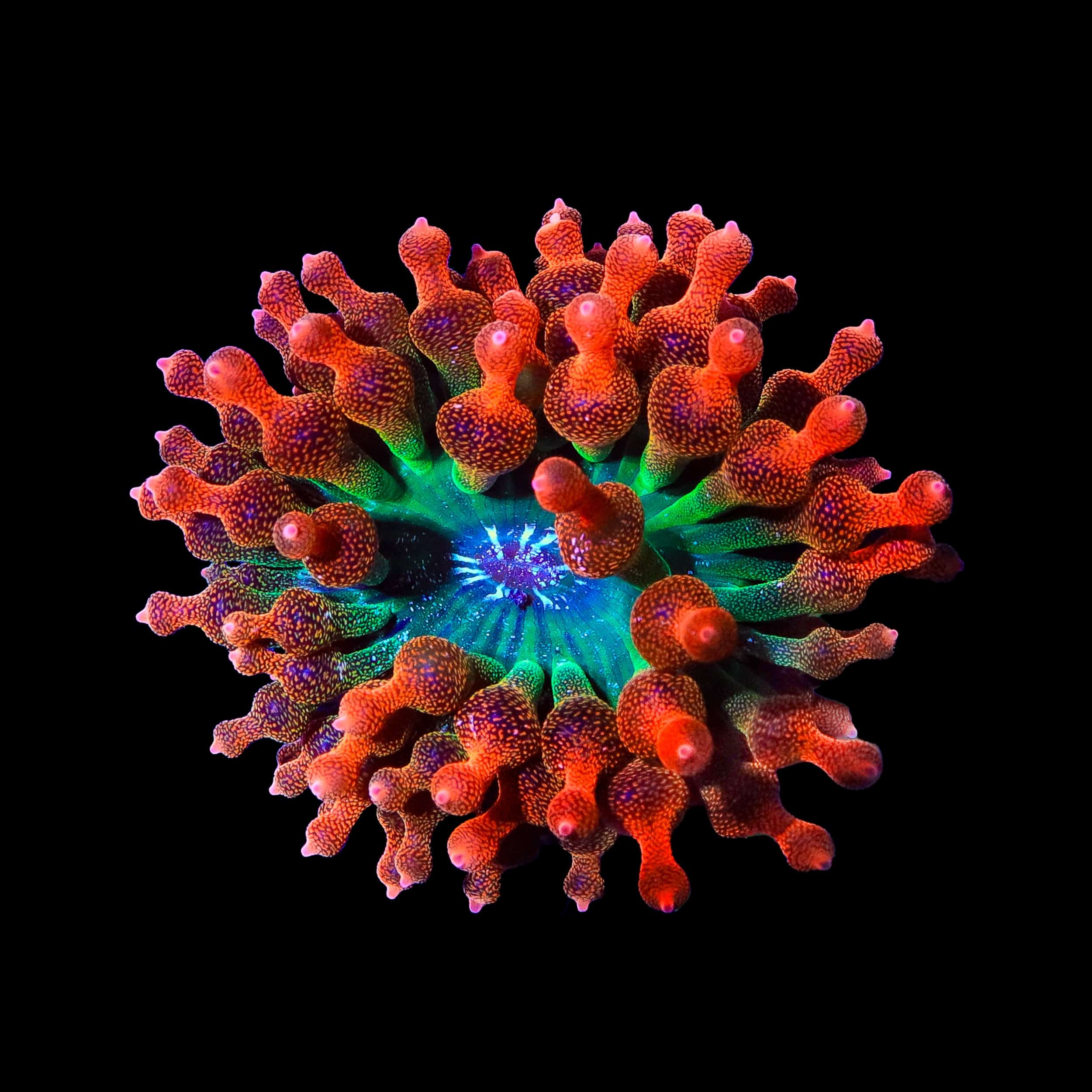 TSA Interstellar Bubble Tip Anemone