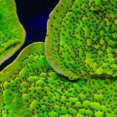 TSA Invader Zim Montipora Coral