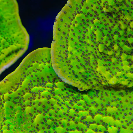 TSA Invader Zim Montipora Coral