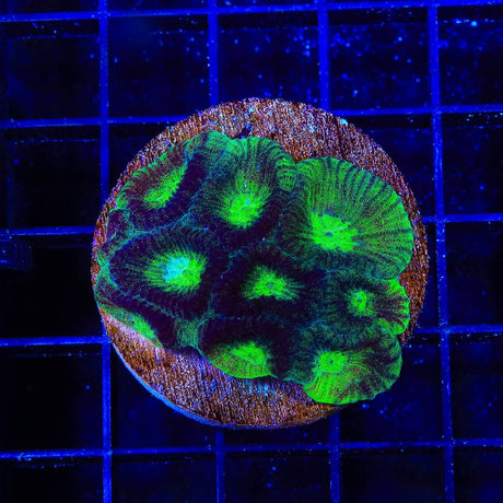 TSA Irish Favia Colony Coral