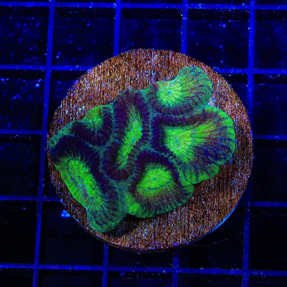 TSA Irish Favia Colony Coral