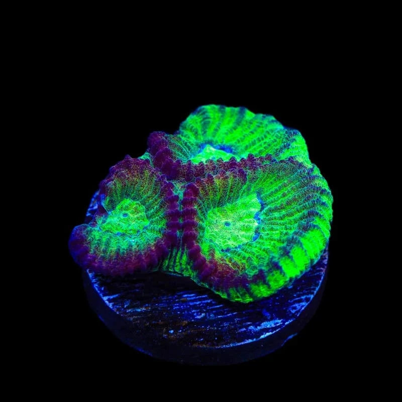 TSA Irish Favia Coral