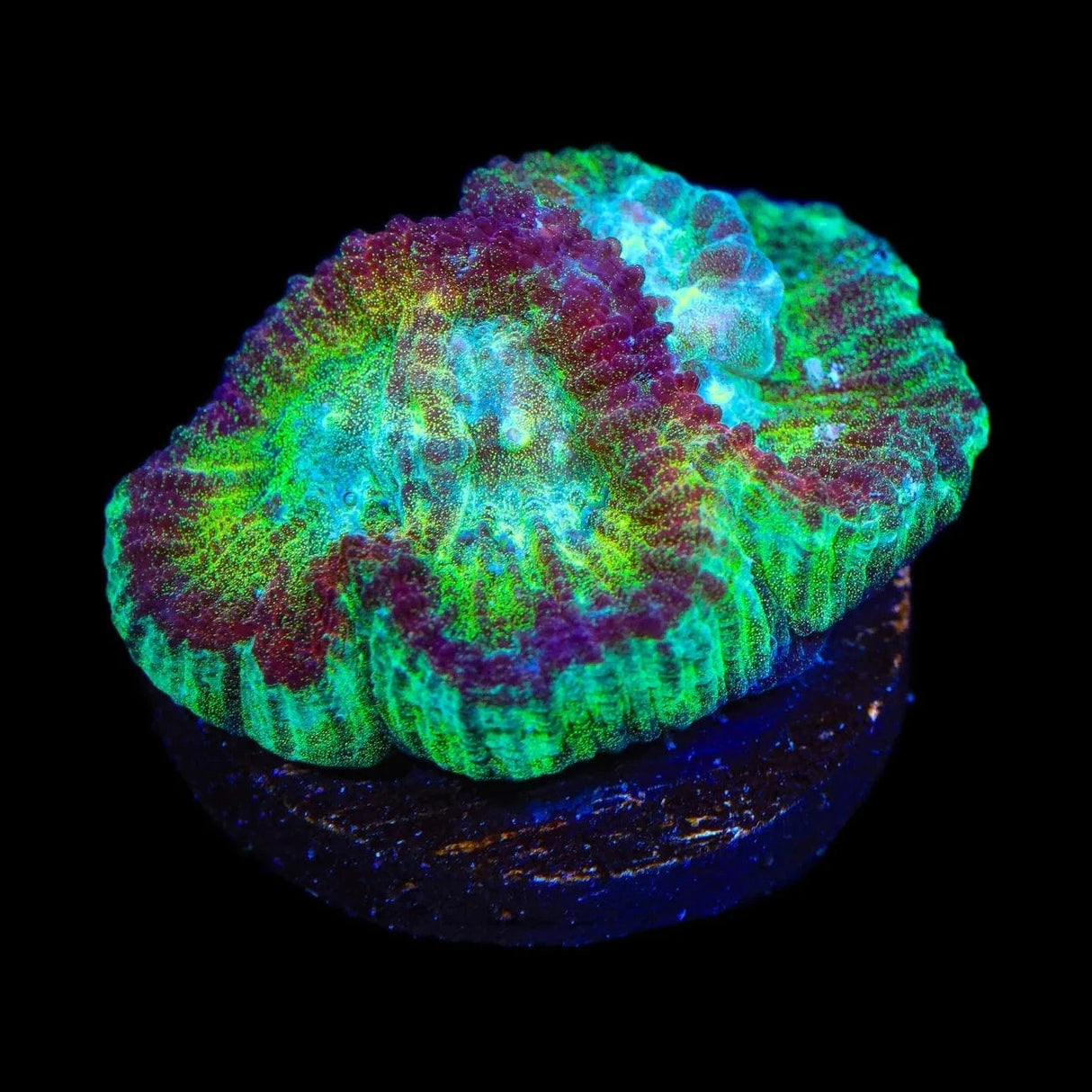 TSA Irish Favia Coral