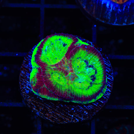 TSA Irish Favia Coral