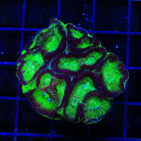 TSA Irish Favia XL Frag Coral