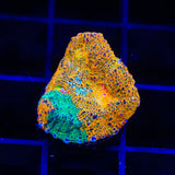 TSA Island Paradise Chalice Coral