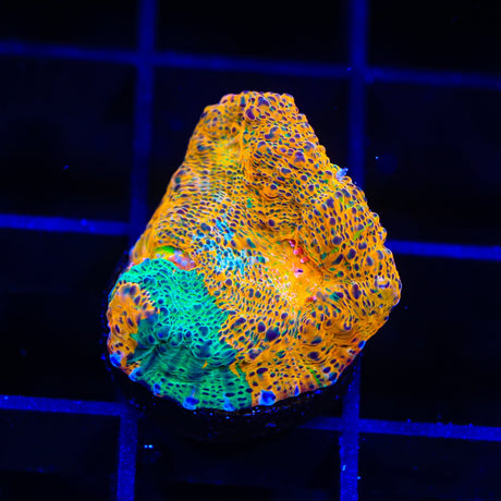 TSA Island Paradise Chalice Coral