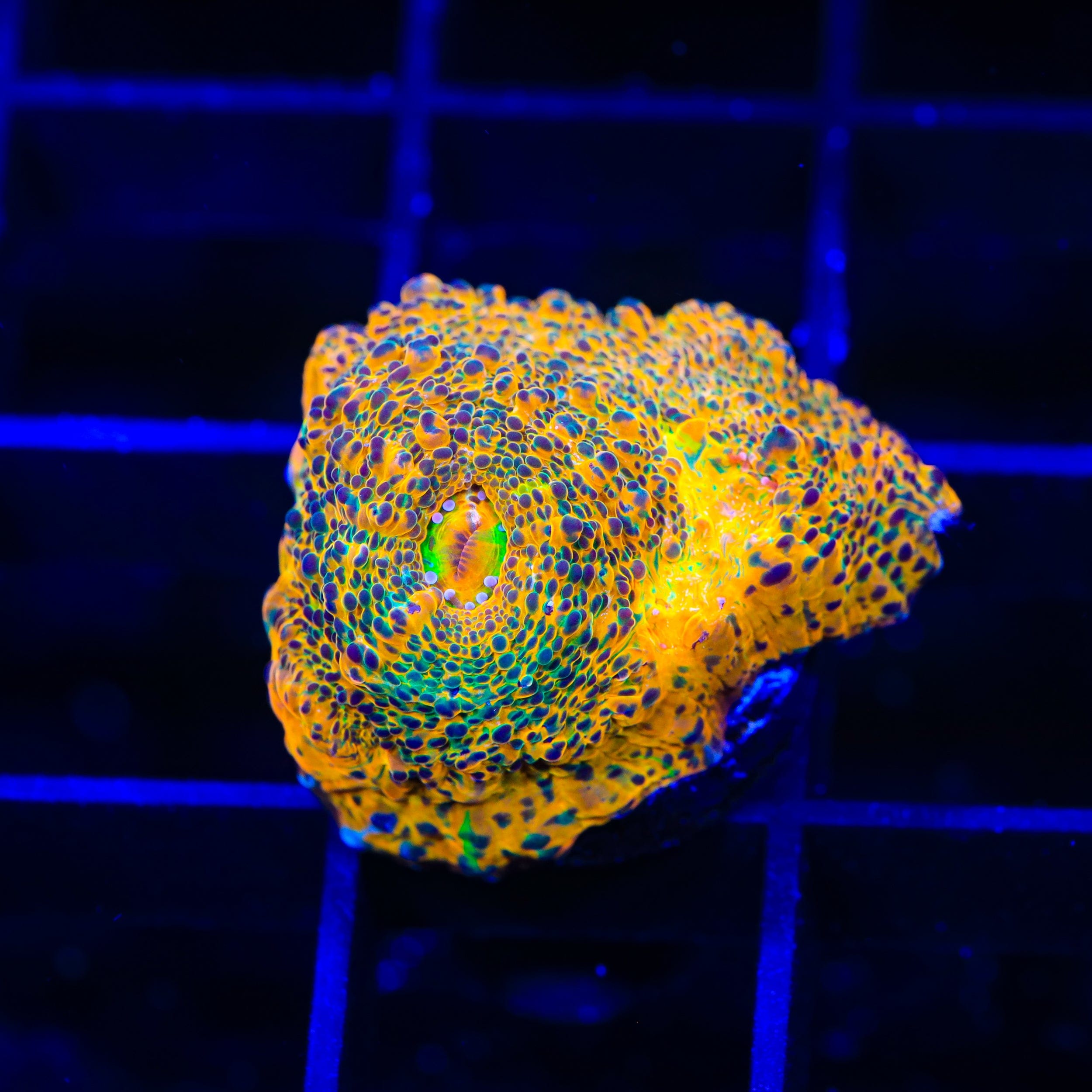 TSA Island Paradise Chalice Coral