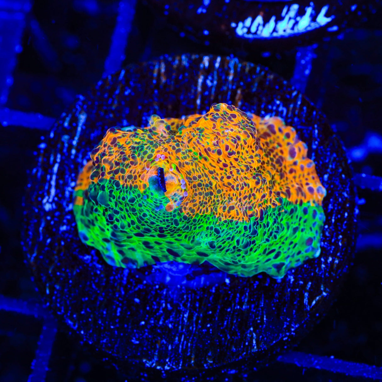 TSA Island Paradise Chalice Coral