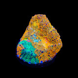 TSA Island Paradise Chalice Coral