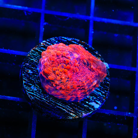 TSA Jackpot Chalice Coral