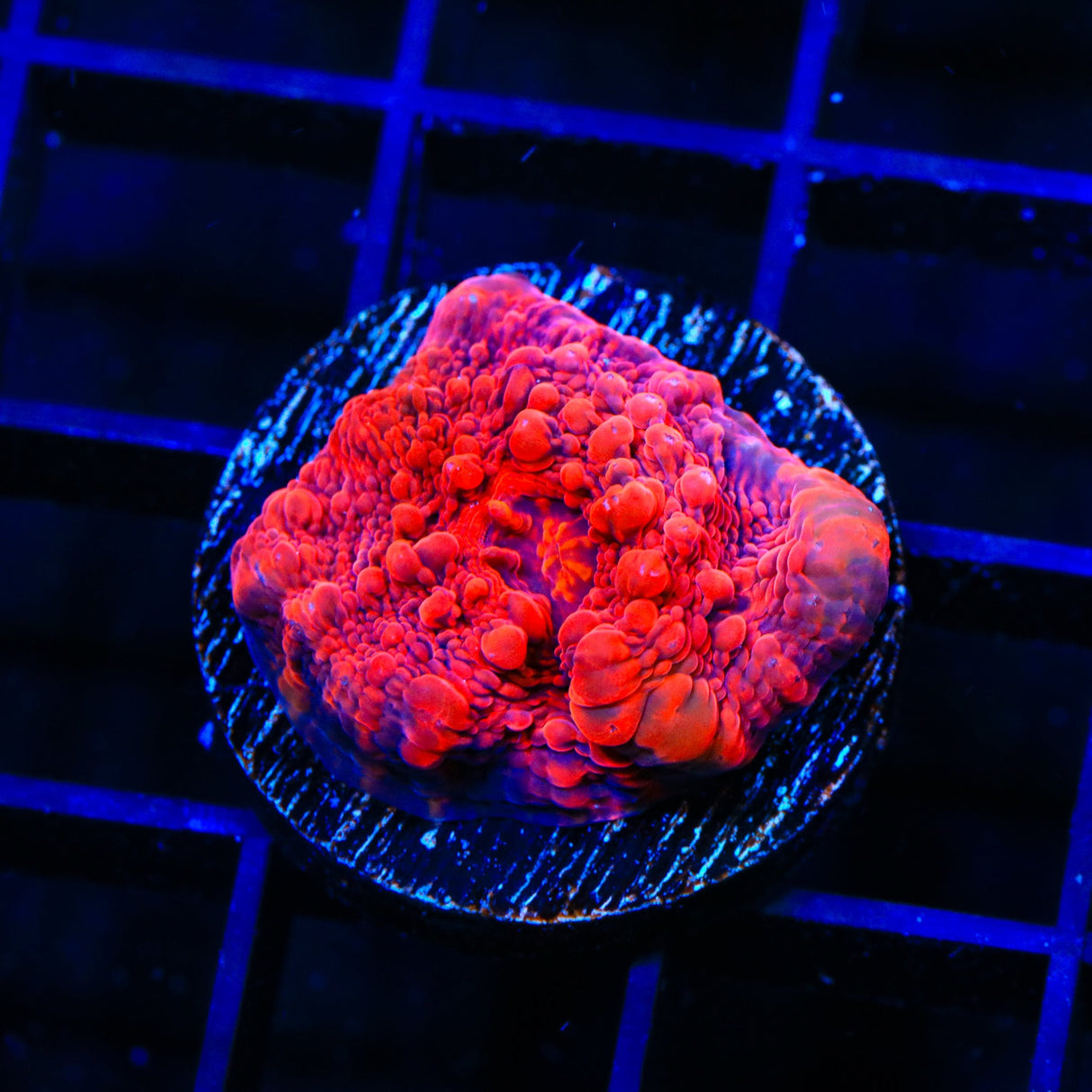 TSA Jackpot Chalice Coral