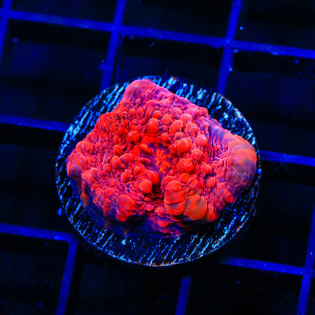 TSA Jackpot Chalice Coral