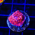 TSA Jackpot Chalice Coral