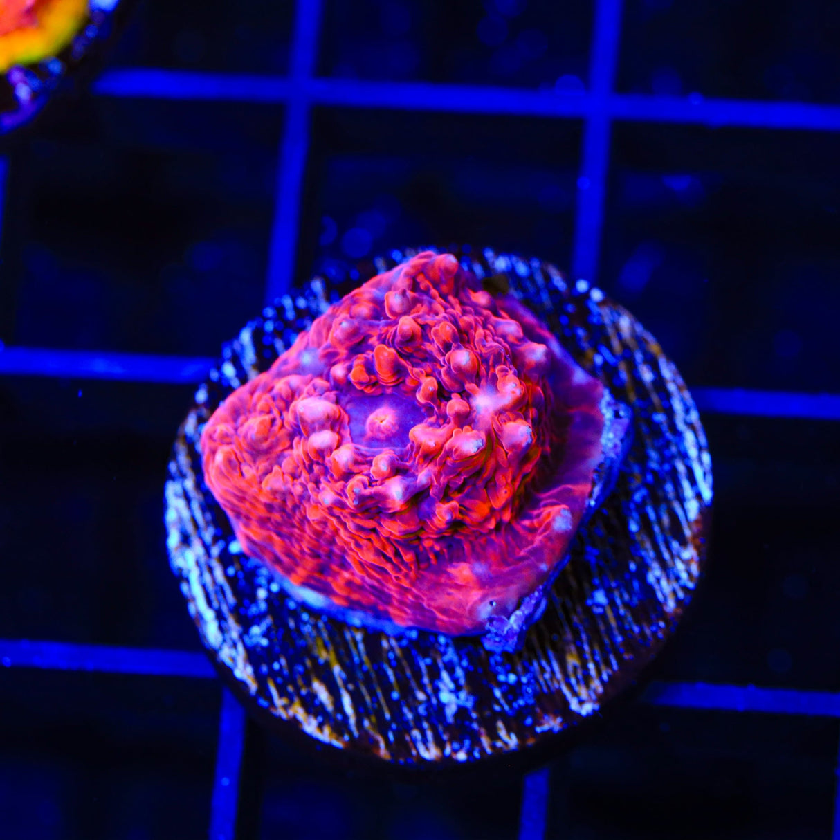 TSA Jackpot Chalice Coral