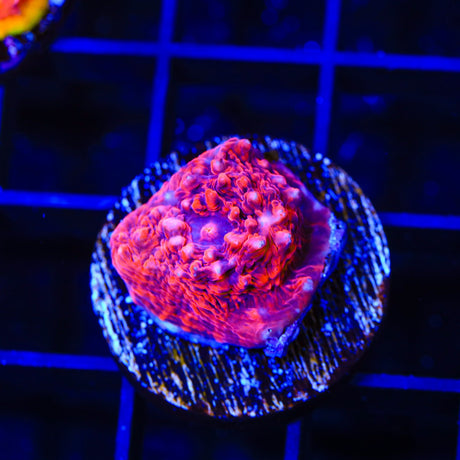 TSA Jackpot Chalice Coral