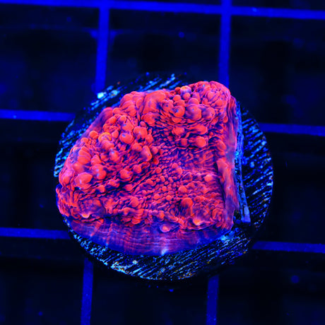 TSA Jackpot Chalice Coral