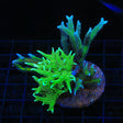 TSA Jade Dragon and Teal Birdsnest Colony Coral