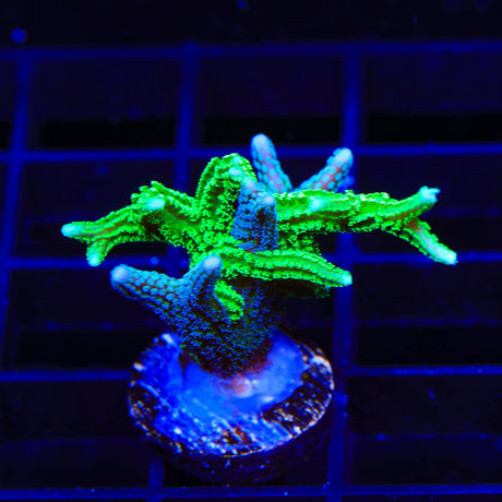TSA Jade Dragon and Teal Birdsnest Coral