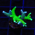 TSA Jade Dragon and Teal Birdsnest Coral