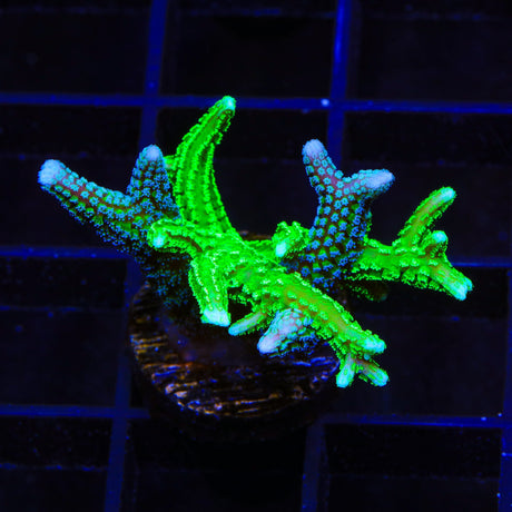 TSA Jade Dragon and Teal Birdsnest Coral
