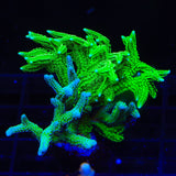 TSA Jade Dragon and Teal Combo Birdsnest Coral