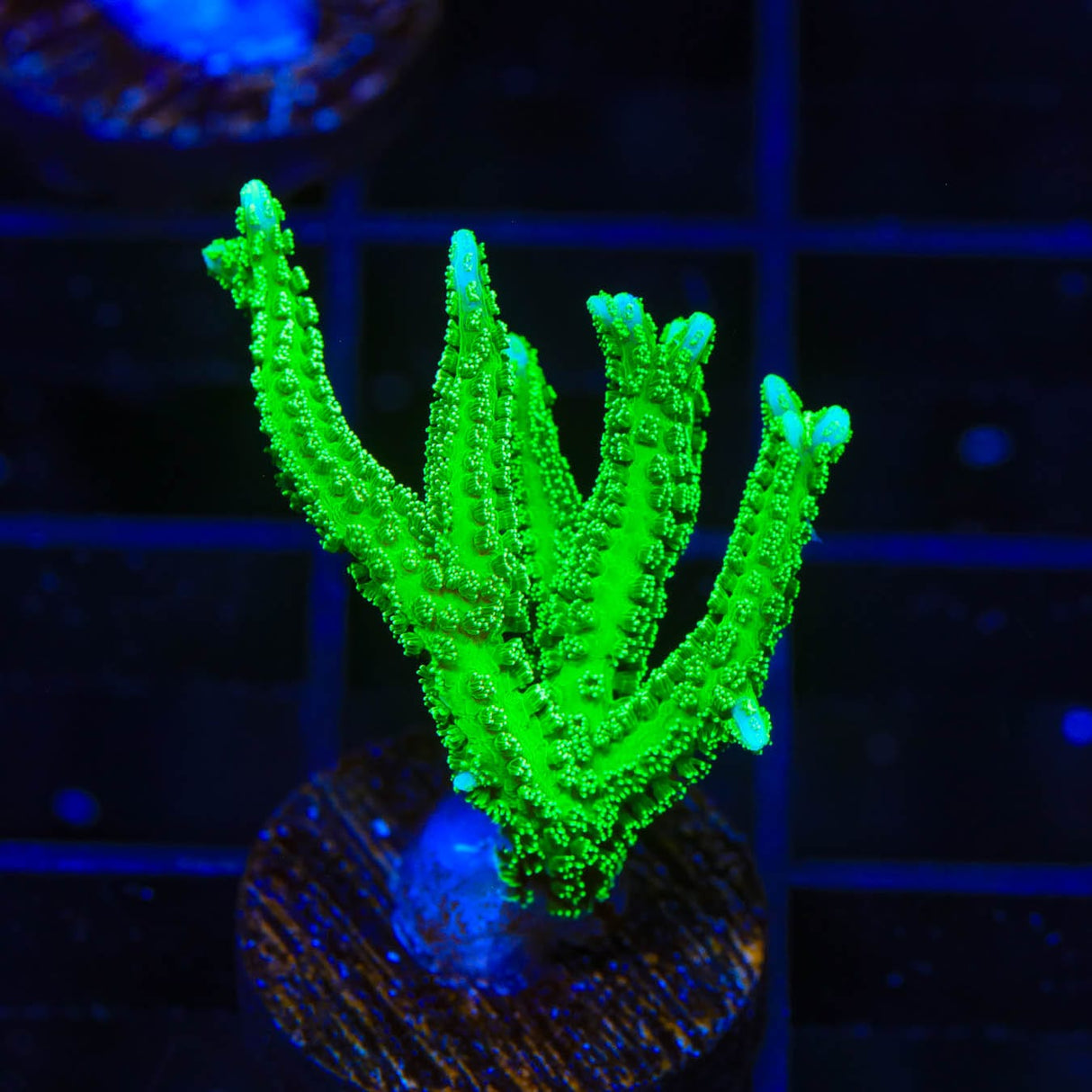 TSA Jade Dragon Birdsnest Coral