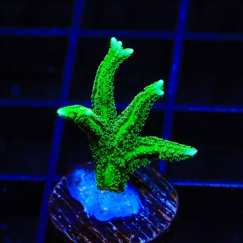 TSA Jade Dragon Birdsnest Coral