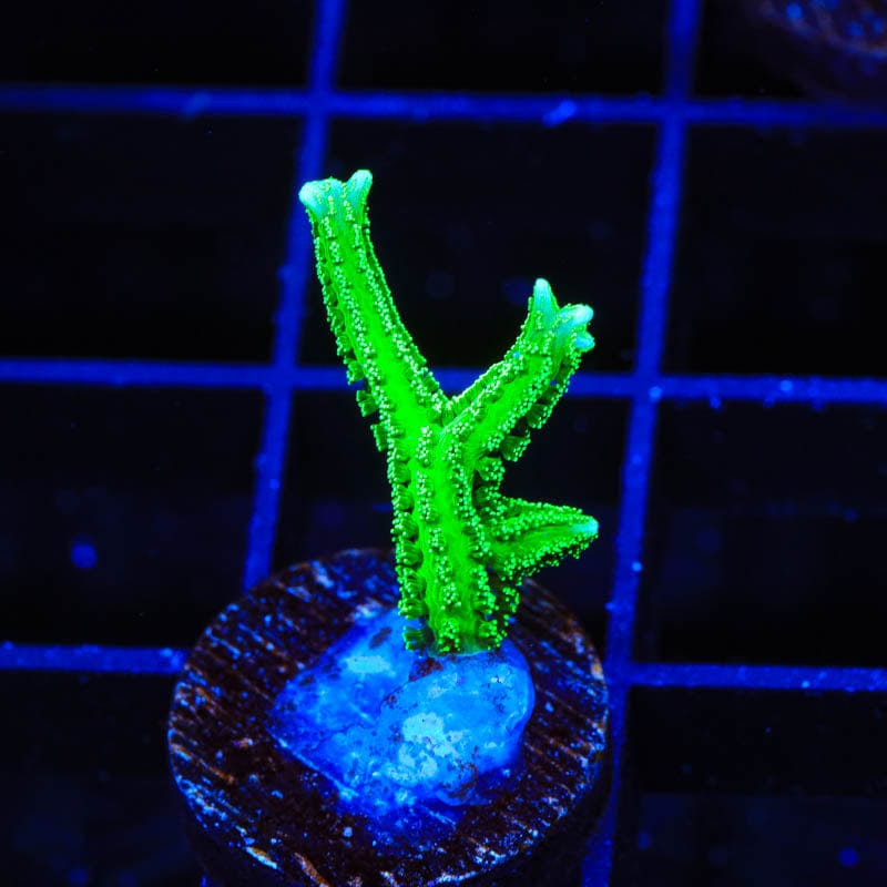 TSA Jade Dragon Birdsnest Coral