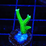 TSA Jade Dragon Birdsnest Coral