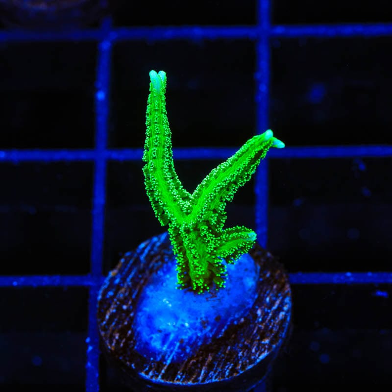 TSA Jade Dragon Birdsnest Coral