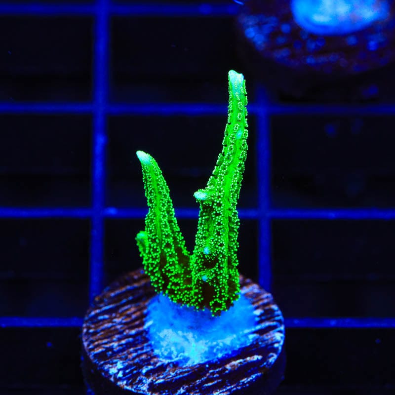 TSA Jade Dragon Birdsnest Coral